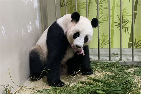 Singapore Welcomes First Giant Panda Cub at River Safari