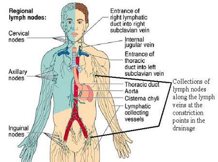 Lymph Node Locations - Neck, Groin, Ear, Diagram, Pictures | Diseases ...