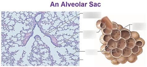 Alveolar sac anatomy/histology Diagram | Quizlet