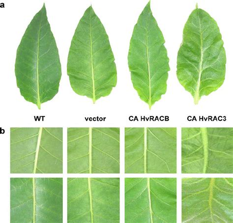 Leaf phenotypes of tobacco plants expressing CA HvRACB or CA HvRAC3.... | Download Scientific ...