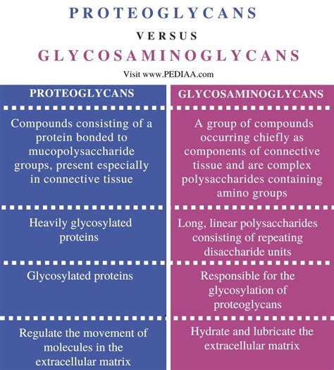 What is the Difference Between Proteoglycans and Glycosaminoglycans - Pediaa.Com