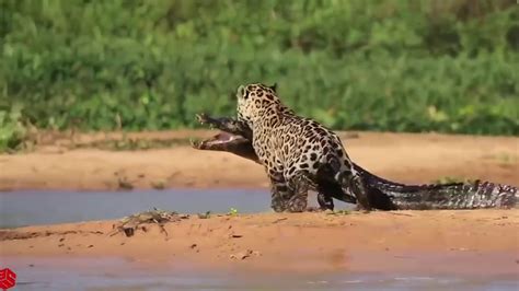 Amazing Jaguar Hunting Crocodile While Sleeping Big Battle Animals Real ...