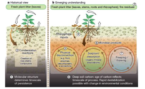 Carbon cycle - microbewiki