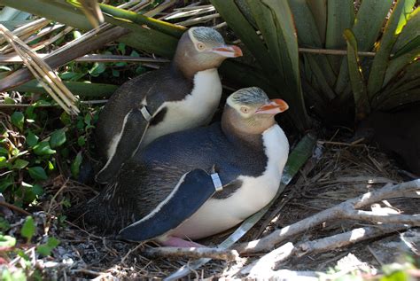 Yellow-eyed Penguin - South Island, New Zealand (endangered) | Penguins, Yellow eyes, Animals