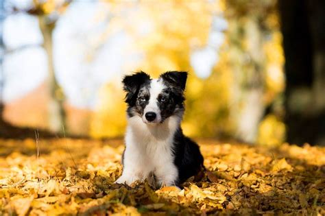 A Miniature Herding Dog: Mini Australian Shepherd | PetvBlog