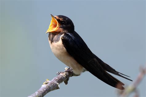 File:Barn swallow (Hirundo rustica rustica) singing.jpg - Wikimedia Commons