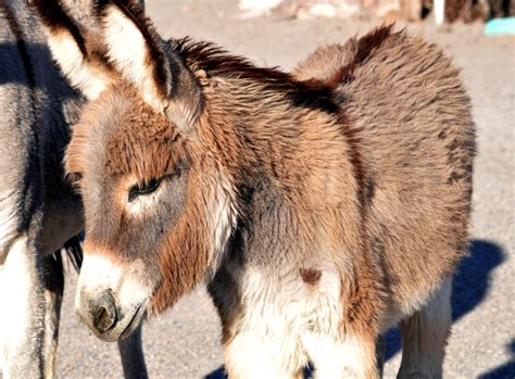 Baby Donkey Free Stock Photo - Public Domain Pictures