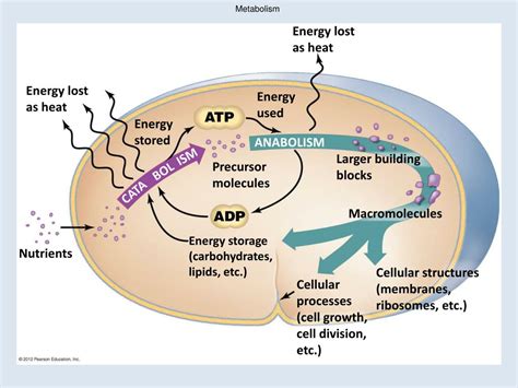 PPT - Microbial Metabolism PowerPoint Presentation, free download - ID:5994772