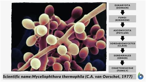 Thermophile - Definition and Examples - Biology Online Dictionary