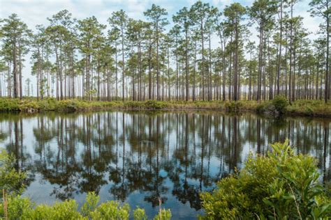 630+ Okefenokee Swamp Stock Photos, Pictures & Royalty-Free Images - iStock