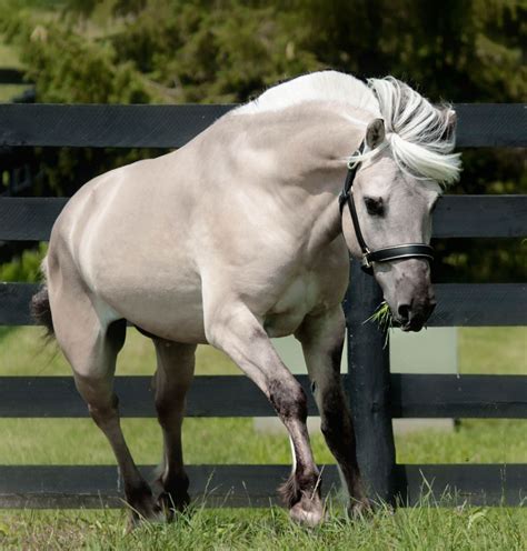 Stallions for Breeding - Norwegian Fjord Stallions – Indianapolis, IN ...