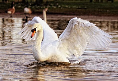 Free Images : nature, wing, white, lake, animal, pelican, seabird, river, fly, summer, wildlife ...