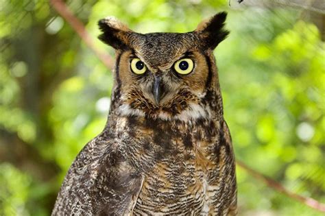 Great Horned Owl Wingspan: How Big it Is & How it Compares to Other Birds - Optics Mag