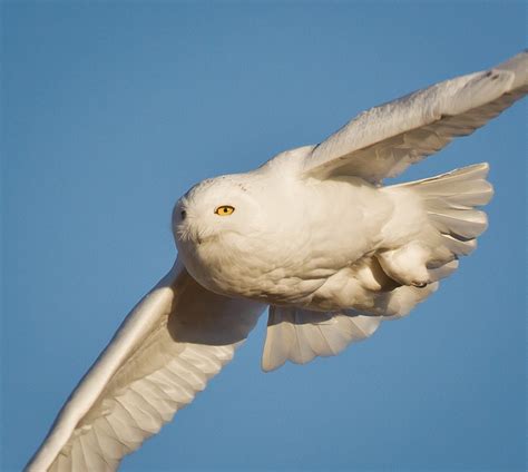 Snowy Owl - Close-up | Snowy Owl (Nyctea scandiaca) male fly… | Flickr