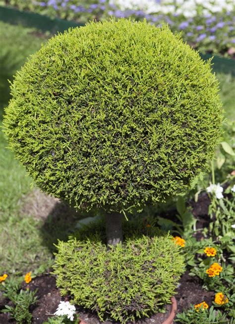 Decorative Green Shrub In Shape Of Ball Stock Photo - Image of decorative, saturated: 51543806