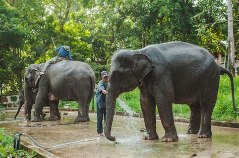 Elephant, elephants, thailand, swim, hose - free image from needpix.com