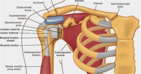 Sports Physiotherapy : Subacromial Bursitis