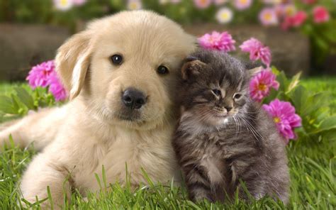 Free Cute Dog and Cat Wallpaper HD | Cani carini, Carta da parati cane, Gatti carini