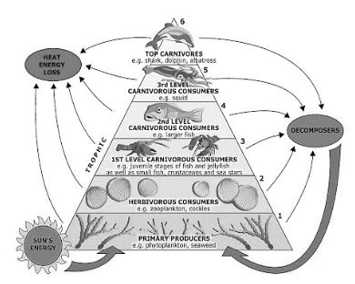 Notes on Differences between Grazing and Detritus Food Chain