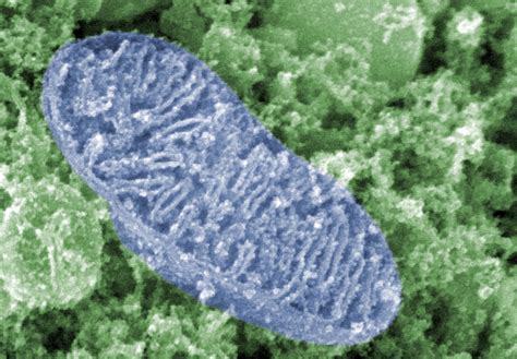 Unexpected Diversity in Mitochondrial DNA | National Institutes of Health (NIH)