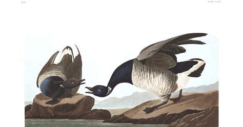 Brant Goose | John James Audubon's Birds of America