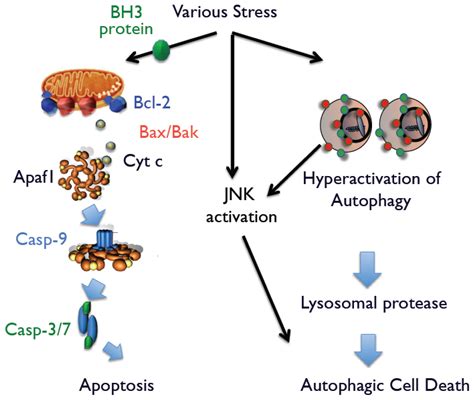 IJMS | Free Full-Text | Autophagic Cell Death and Cancer