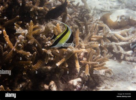 maldives underwater world Stock Photo - Alamy