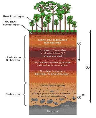 Soil Profile (1) Heavy leaching of silica and bases due to high ...