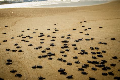 Loggerhead Turtle Nesting At Naples Beach - Naples Beach Adventures