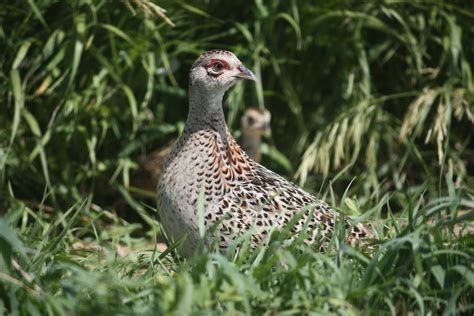 Nesting habitat key to pheasant numbers