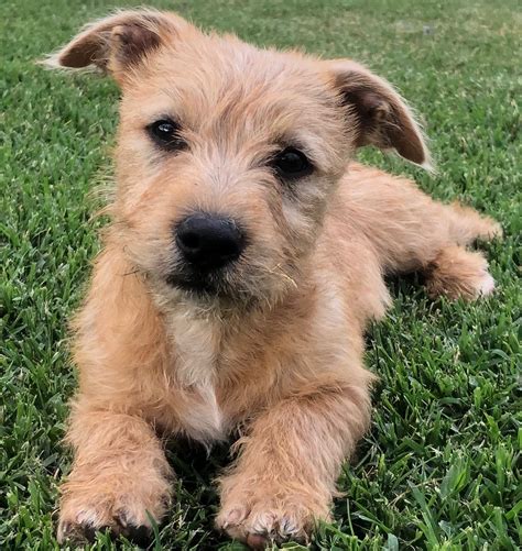 Fuzzy - Small Male Border Terrier Mix Dog in QLD - PetRescue