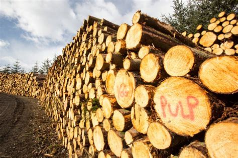 Wood pulp making with paper pulp machines