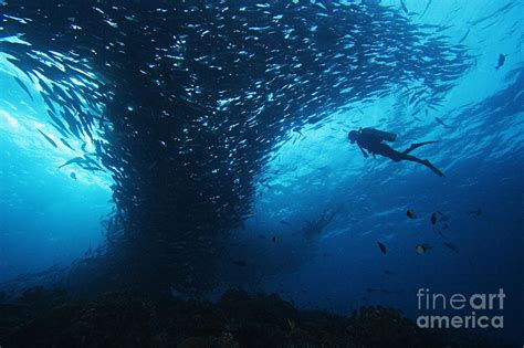 Palau, Diving Photograph by Dave Fleetham - Printscapes - Fine Art America