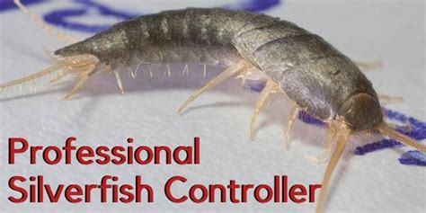 Silverfish Control Perth | Local SIlverfish Controller | Hire Us