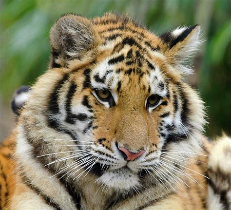 Cute tiger cub Photograph by Enrique Mendez - Pixels