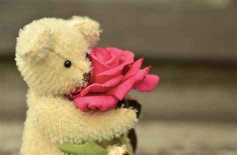 Pink Rose Teddy | domain-server-study.com