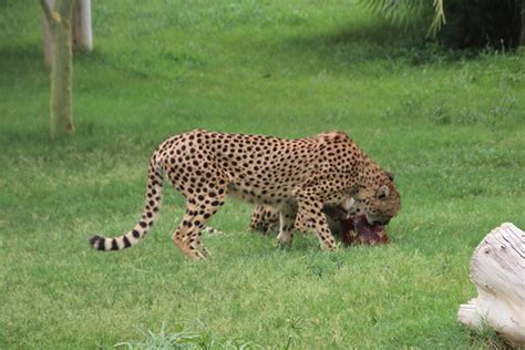 Cheetah Enjoying a Frozen Treat at Winter in July at the P… | Flickr