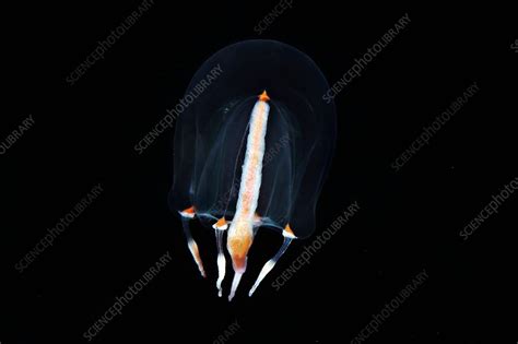 Comb jelly - Stock Image - C010/5000 - Science Photo Library