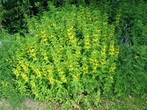 Lysimachia punctata (large yellow-loosestrife): Go Botany