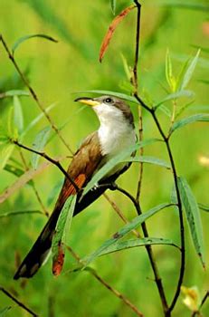 Yellow-billed Cuckoo (Coccyzus americanus)