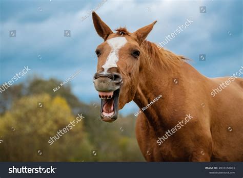 Funny Don Breed Horse Yawning Autumn Stock Photo 2037158033 | Shutterstock