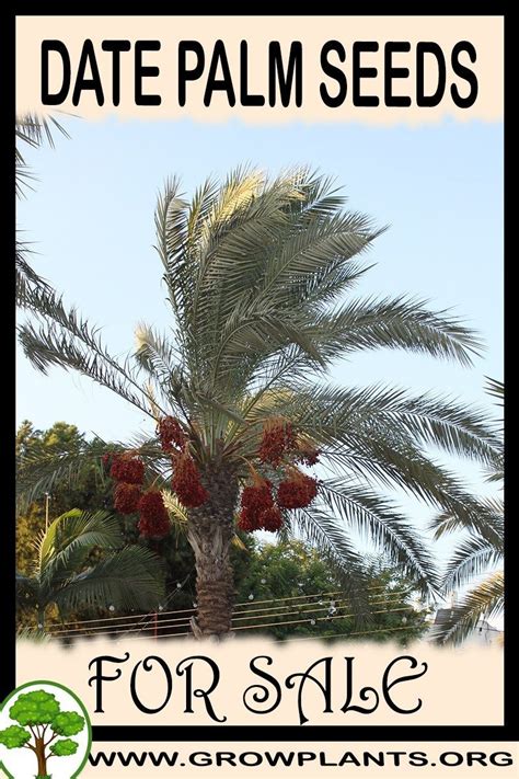 Date palm seeds for sale | Seeds for sale, Plants, Date plant