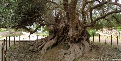 Crete - ancient olive tree / Kreta