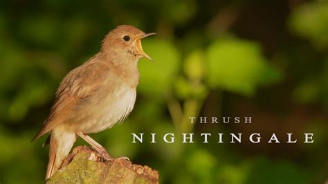 Bird sounds Nightingale bird singing - YouTube