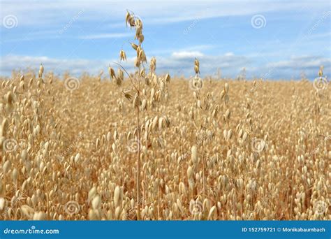 Oat Grain Ready for Harvest in Agricultural Field on Summer Day with Blue Sky Stock Image ...