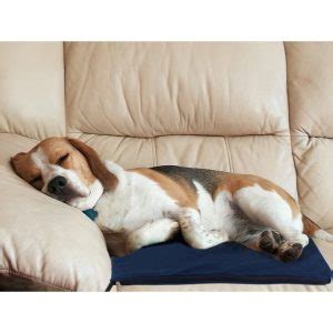 29 Best Dog Heating Pads (Reviews Updated 2024) | Dog Product Picker