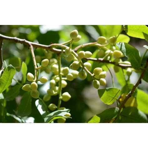 Mt. Atlas mastic tree Seeds (Pistacia atlantica) - Price €1.55