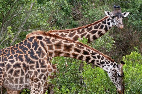 Masai Giraffe (Giraffa camelopardalis), Masai Mara, Kenya - Stock Photo ...