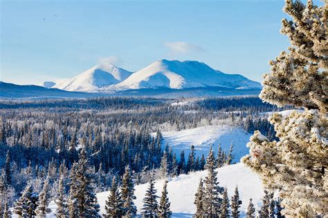 Taiga winter snow landscape Yukon Territory Canada Photograph by ...