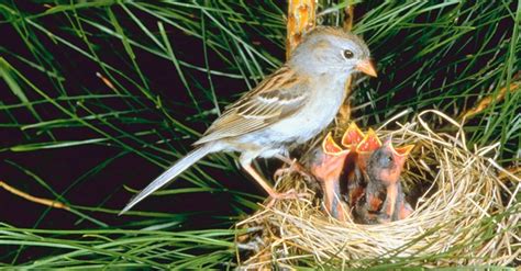 Bird Nesting Stages | Lyric Wild Bird Food